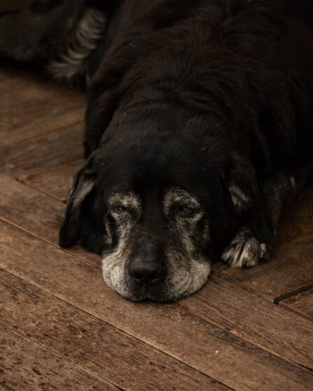 cachorro-idoso