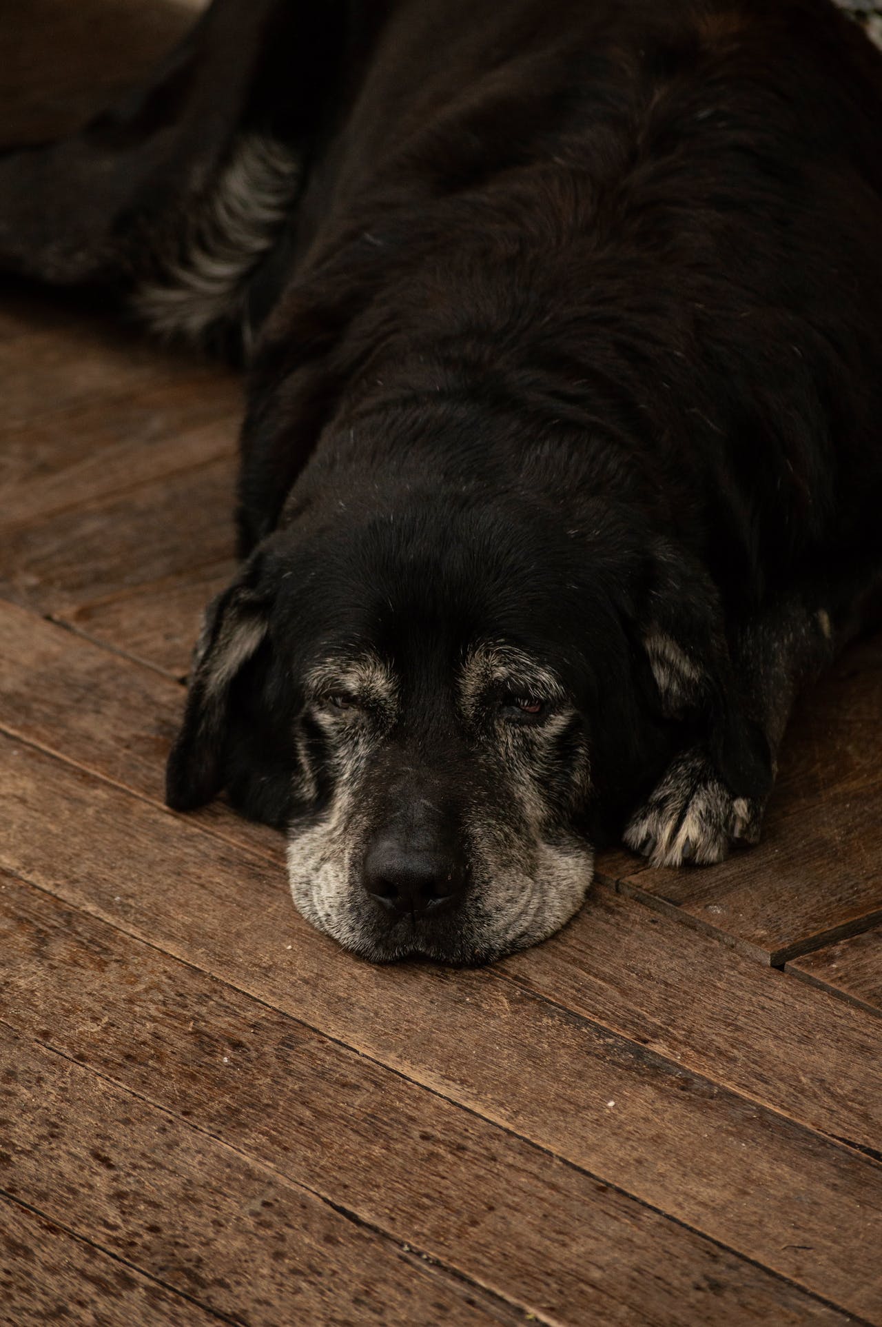 cachorro-idoso