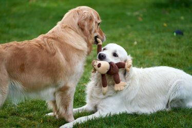 cachorro socializando