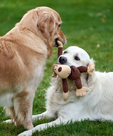 cachorro socializando