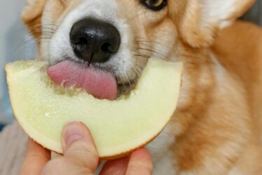 cachorro-comendo-fruta