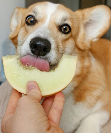 cachorro-comendo-fruta