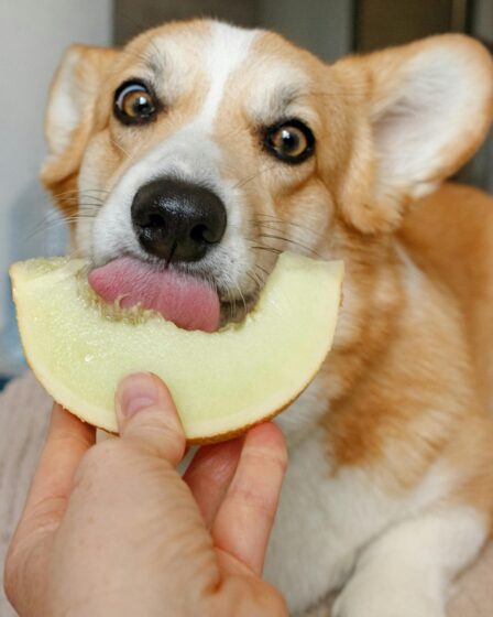 cachorro-comendo-fruta